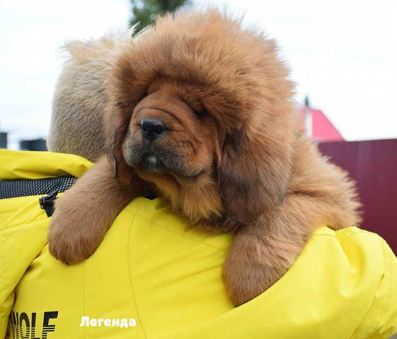 Щенки от пары Брайн х Ютера